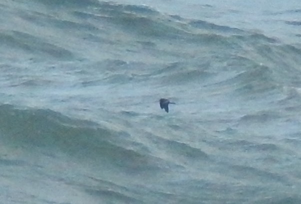 Leach's Petrel