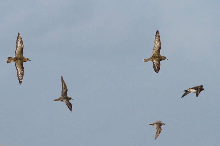 American Golden Plover