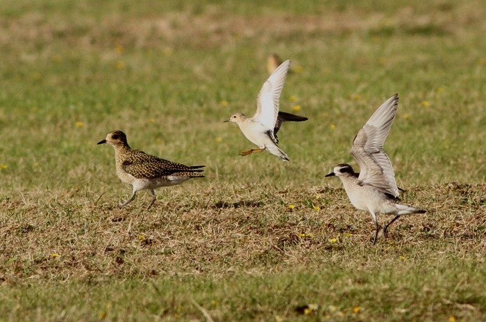 American Golden Plover
