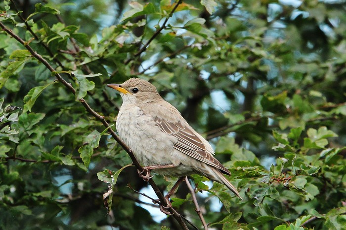 Rose-coloured Starling