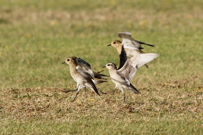 American Golden Plover