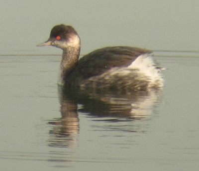 Black-necked Grebe