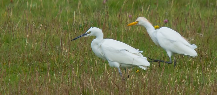 Cattle Egret