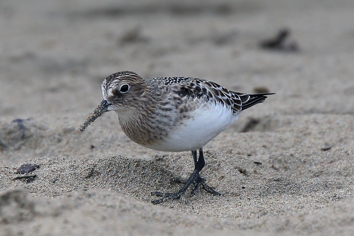 Baird's Sandpiper