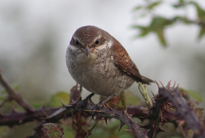 Red-backed Shrike