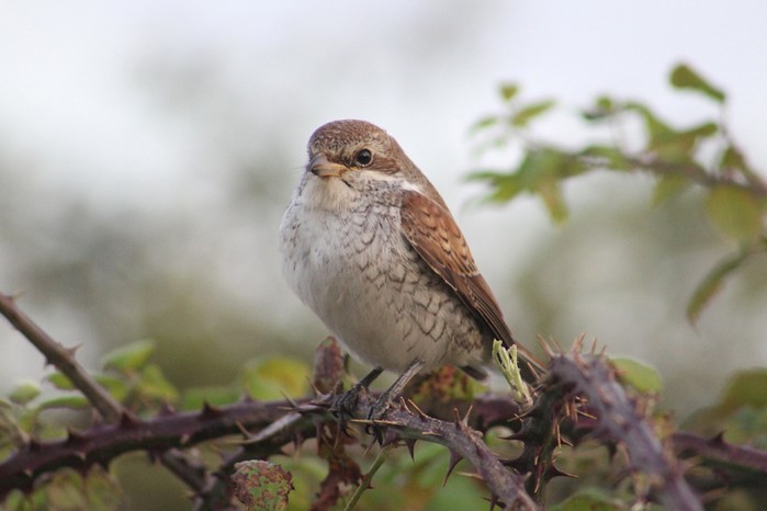 Red-backed Shrike