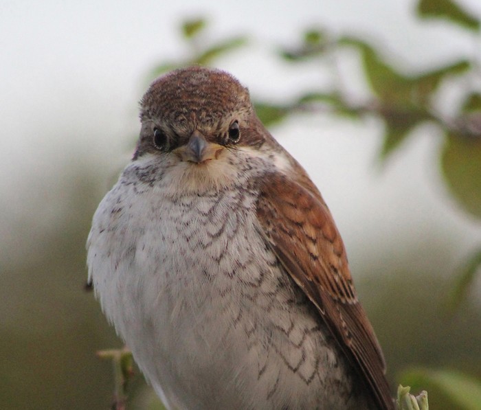 Red-backed Shrike