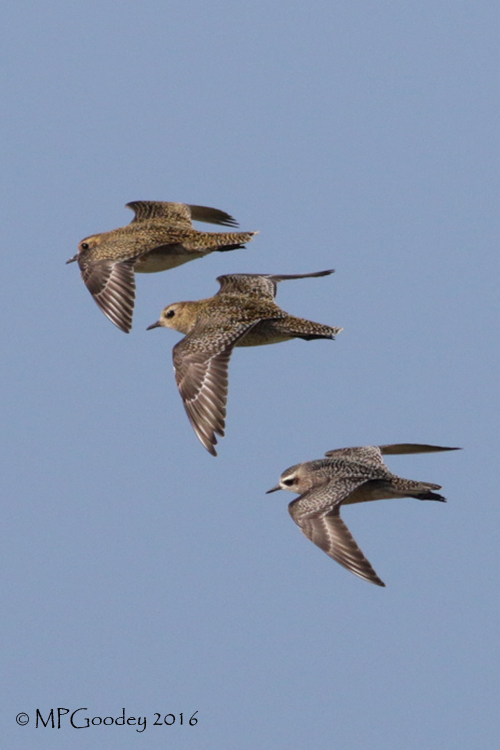 American Golden Plover