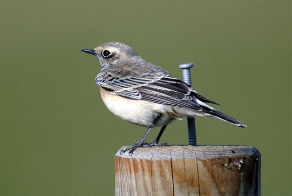 Pied Wheatear