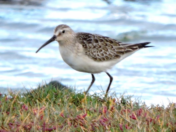 Curlew Sandpiper