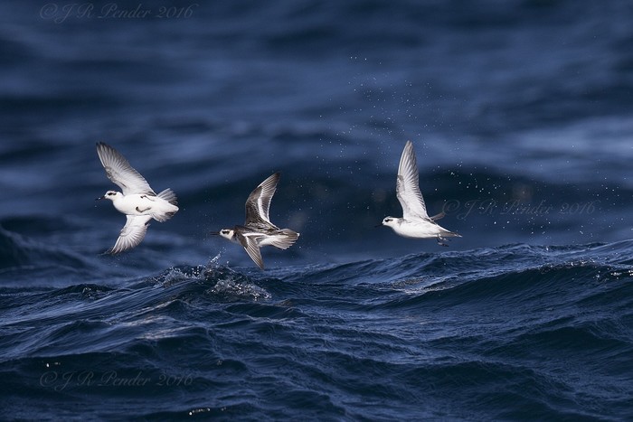 Grey Phalarope