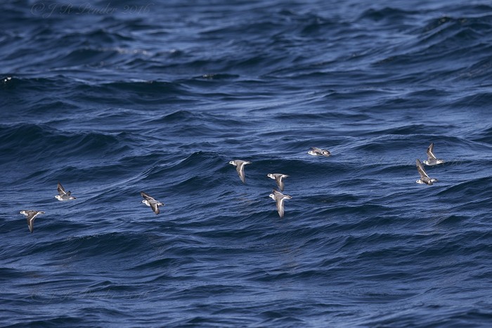 Grey Phalarope