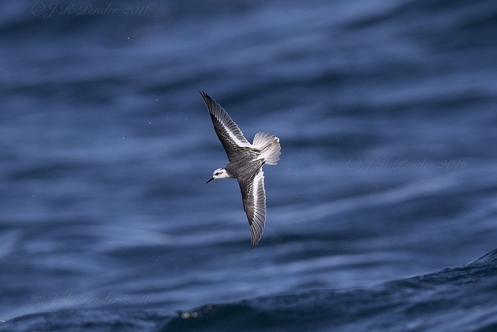 Grey Phalarope