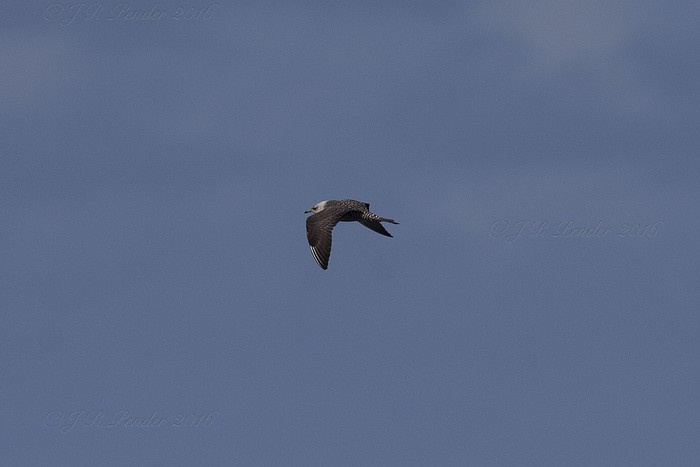 Long-tailed Skua