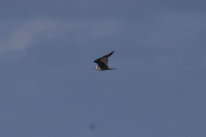 Long-tailed Skua