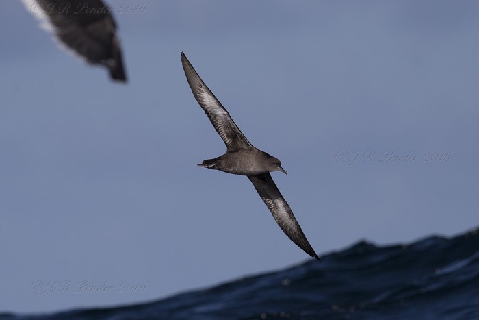 Sooty Shearwater