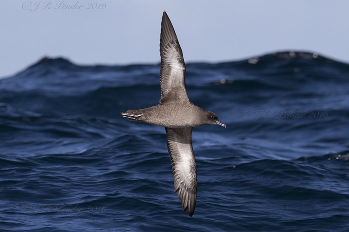 Sooty Shearwater