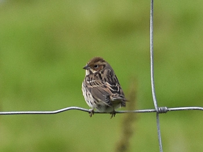 Little Bunting