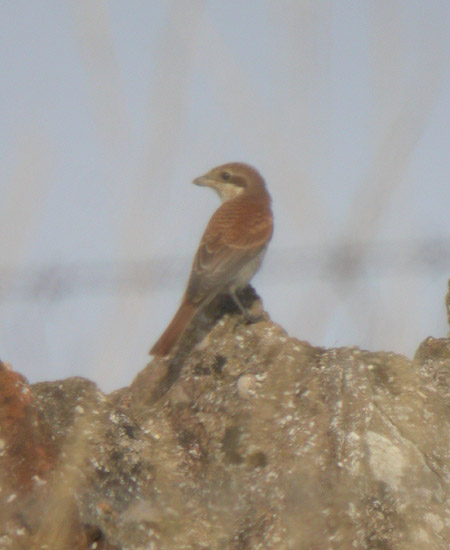 Red-backed Shrike