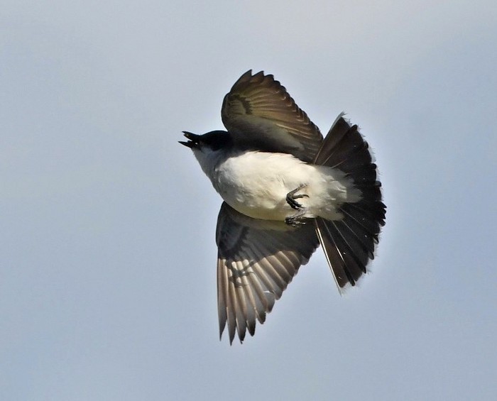 Eastern Kingbird
