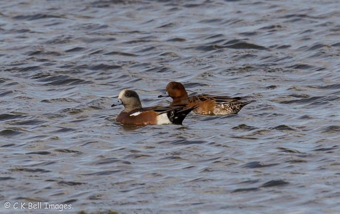 American Wigeon
