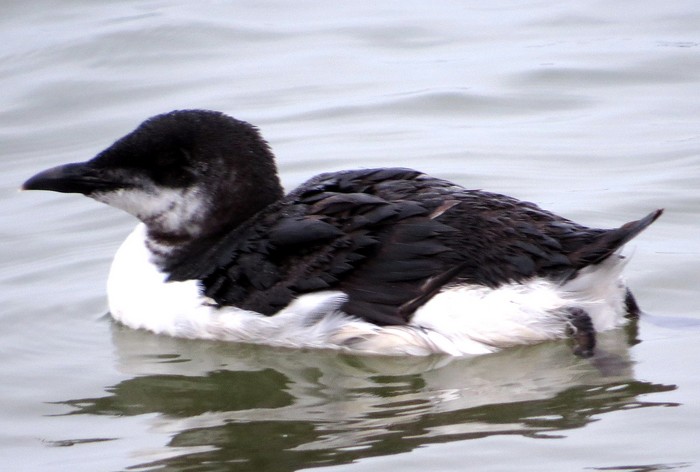 Brunnich's Guillemot