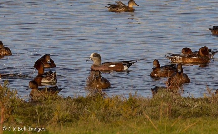 American Wigeon