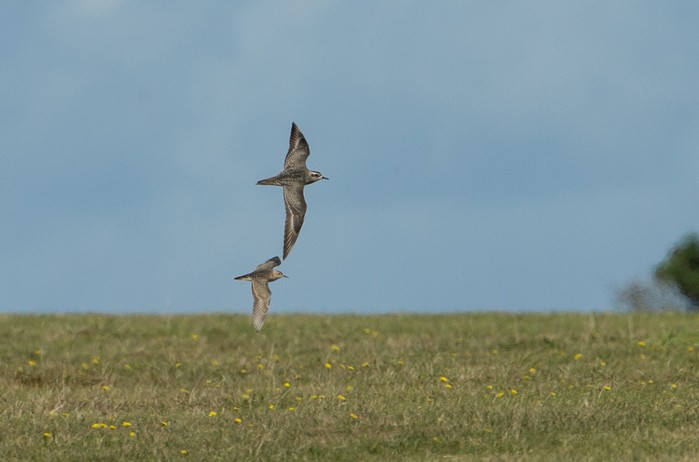 Buff-breasted Sandpiper