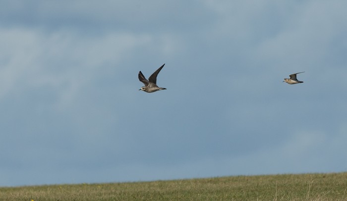 American Golden Plover