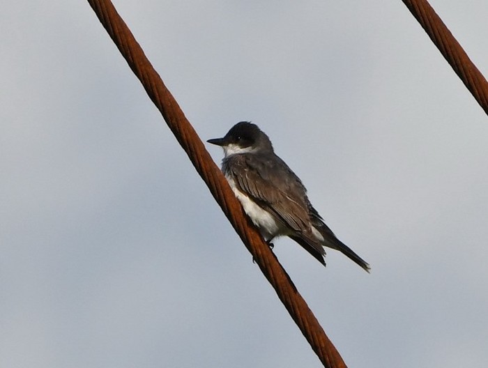 Eastern Kingbird
