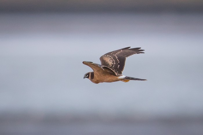 Pallid Harrier