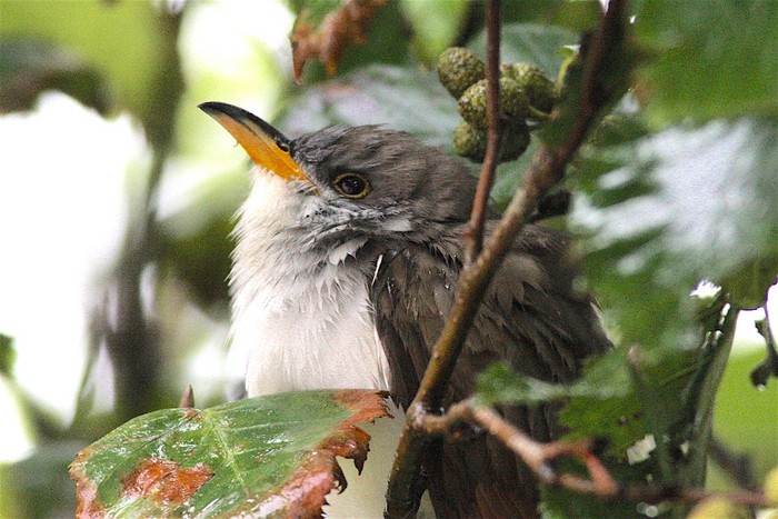 Yellow-billed Cuckoo