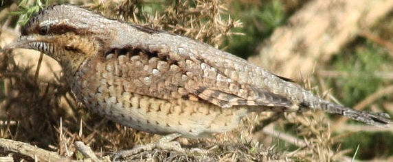 Wryneck