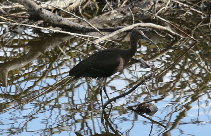 Glossy Ibis