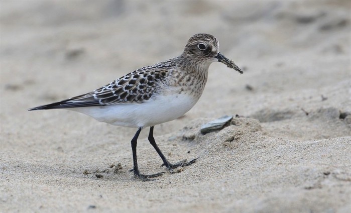 Baird's Sandpiper