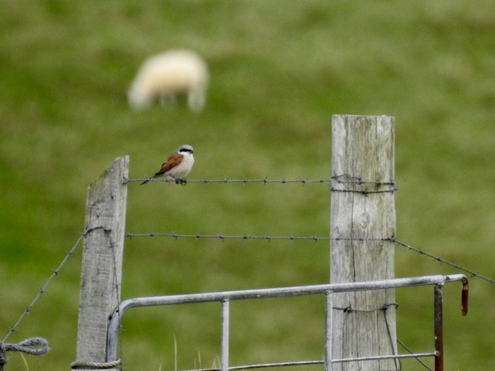 Red-backed Shrike