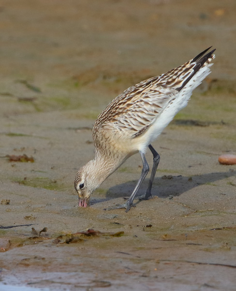 Bar-tailed Godwit