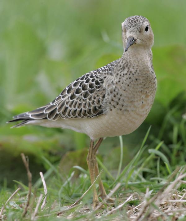 Buff-breasted Sandpiper