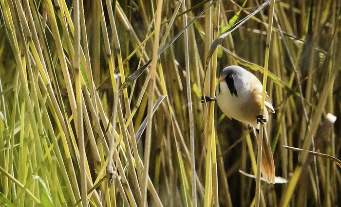 Bearded Tit