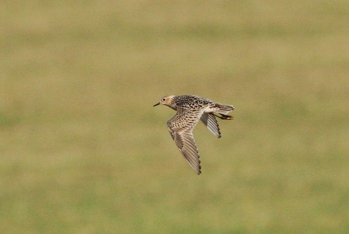 Buff-breasted Sandpiper