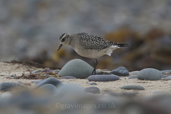 American Golden Plover