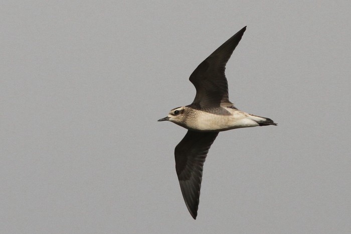 American Golden Plover