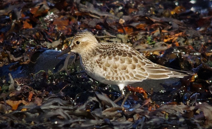 Baird's Sandpiper