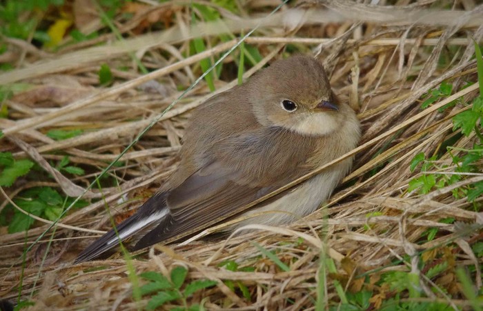 Red-breasted Flycatcher