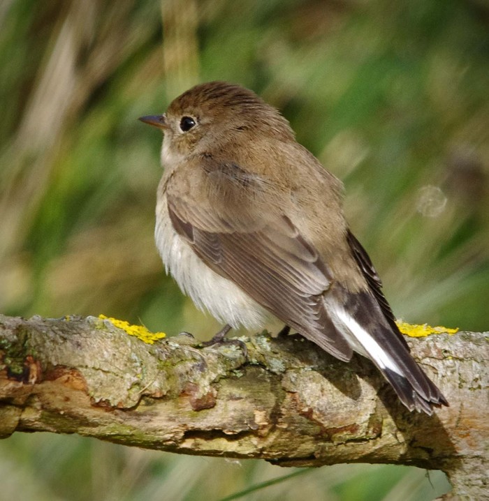 Red-breasted Flycatcher