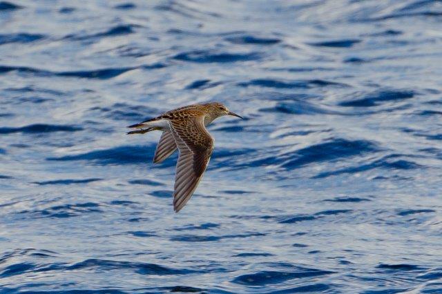 Pectoral Sandpiper
