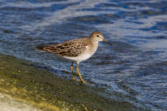 Pectoral Sandpiper