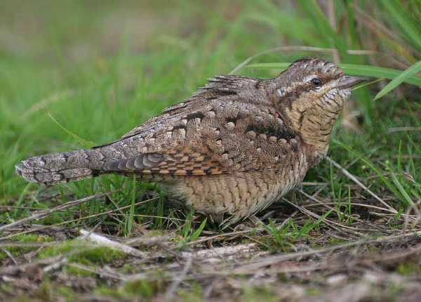 Wryneck