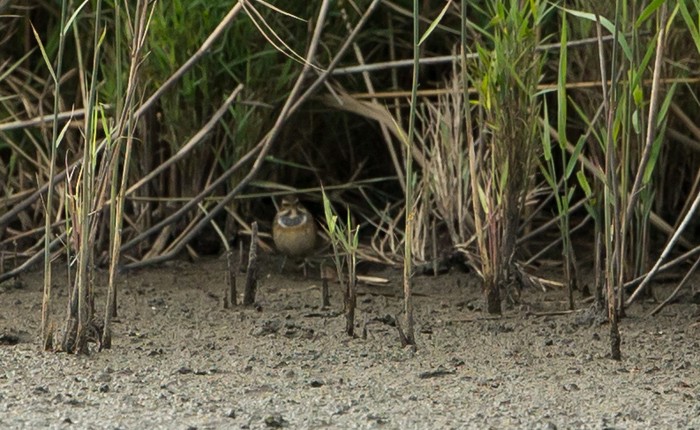 Bluethroat