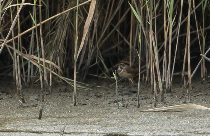 Bluethroat